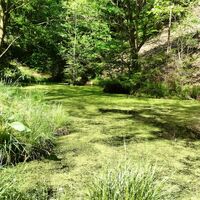 Teich im Wald bei Katzenbach