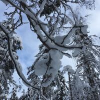 Lauttavaara Winter, Lentua Kuhmo Finnland