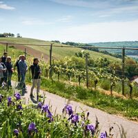 Taubertal_Beckstein Wein