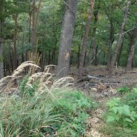 Übergang zum Waxenberg