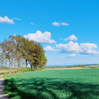 Frühlingslandschaft mit Feldweg und Baumreihe bei Barum in der Heideregion Uelzen
