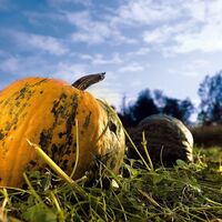 Kürbisse als Wegbegleiter, Oststeiermark