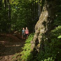 Wanderer auf der Sauerland-Waldroute