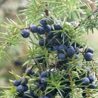 Wacholderbeeren