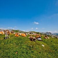 Auf der Schönleiten (1810 m)