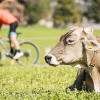 Mountainbikestrecken im Bregenzerwald
