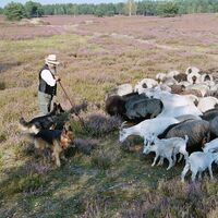 Schäfer mit seiner Herde in der Nemitzer Heide