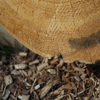 Holz - Bannholz