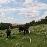 Ponys rund um Menzingen