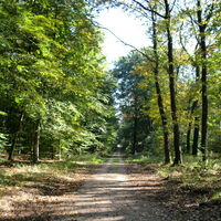 Blick in den Reichswald