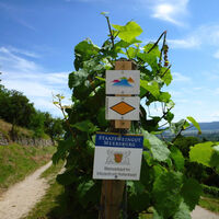Wanderweg am Olgaberg