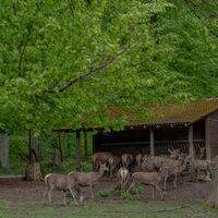 Wildgehege Waldshut