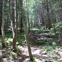 am Steig hoch zur Jagdhütte Karlalm