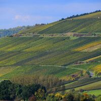 Herbstliche Weinberge im Taubertal
