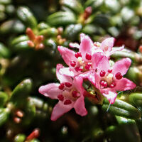 Gämsheide in Vollblüte