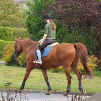 Ausreiten