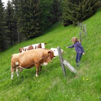 Kühe rund um die Almhütte