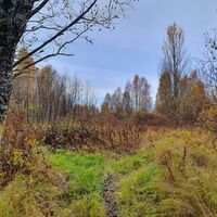 Erkin poloku, Kajaani