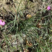 Flora , Steinnelken