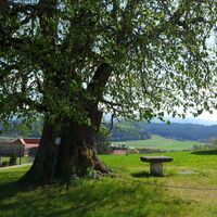 Naturdenkmal Linde in Kappel am Krappfeld