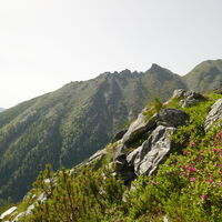Almrausch und der zackige Gratrücken des Zwölferköpfl