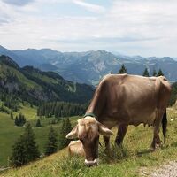 Auf der Alpe Sammere