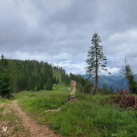 am Forstweg zur Kampalpe