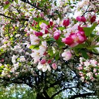 Klosterpark im Frühling