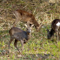 Etappe 04 Natursteig Sieg
