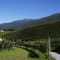 Die Weinberge bei Luch