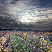 Weinrebe Abend 2022-11-24 K30R-10