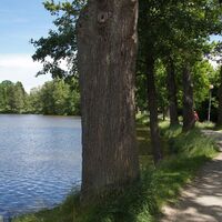 Damm Herrensee