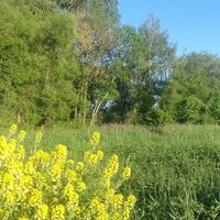 Raps im Günztal