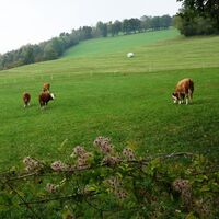 Viehweide beim Parkplatz