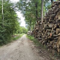 Laab im Walde