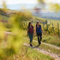Taubertal_Wandern in den Weinbergen