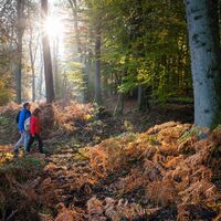 Zwei Wanderer unterwegs auf der Sauerland-Waldroute