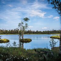 Wildseemoor am Kaltenbronn