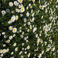 Flora