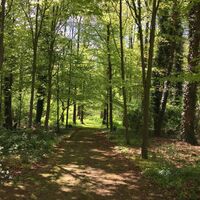 Waldweg im Tüdderener Fenn