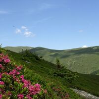 Almrausch auf der Hirschegger-Alm im Frühling
