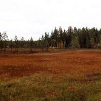 Petäjäkangas in herbstlichen Farben
