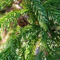 Die Japanische Sicheltanne (Cryptomeria japonica) - ein Waldspezialist