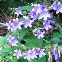 Flora