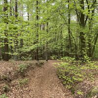 Leininger Klosterweg