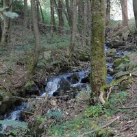 Waldbach Frauenwald