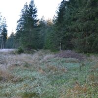 Waldrand am Mühleberg im Morgentau