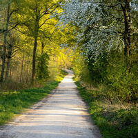 Wanderweg im Tüschenbroicher Wald
