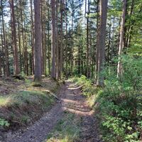 Namenloser Waldweg hinab nach Haigrub