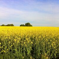 Rapsfeld in Wald
